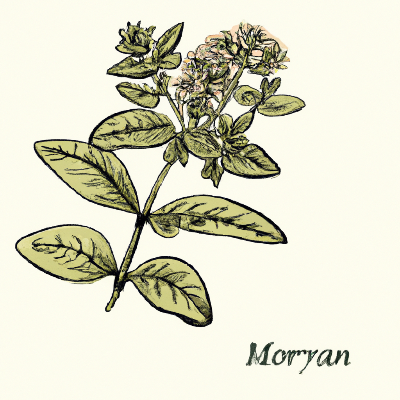 Sketch of marjoram plant